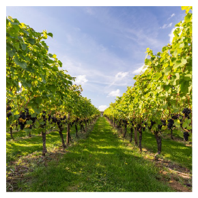 Visit one of Kent’s vineyards for a guided tour