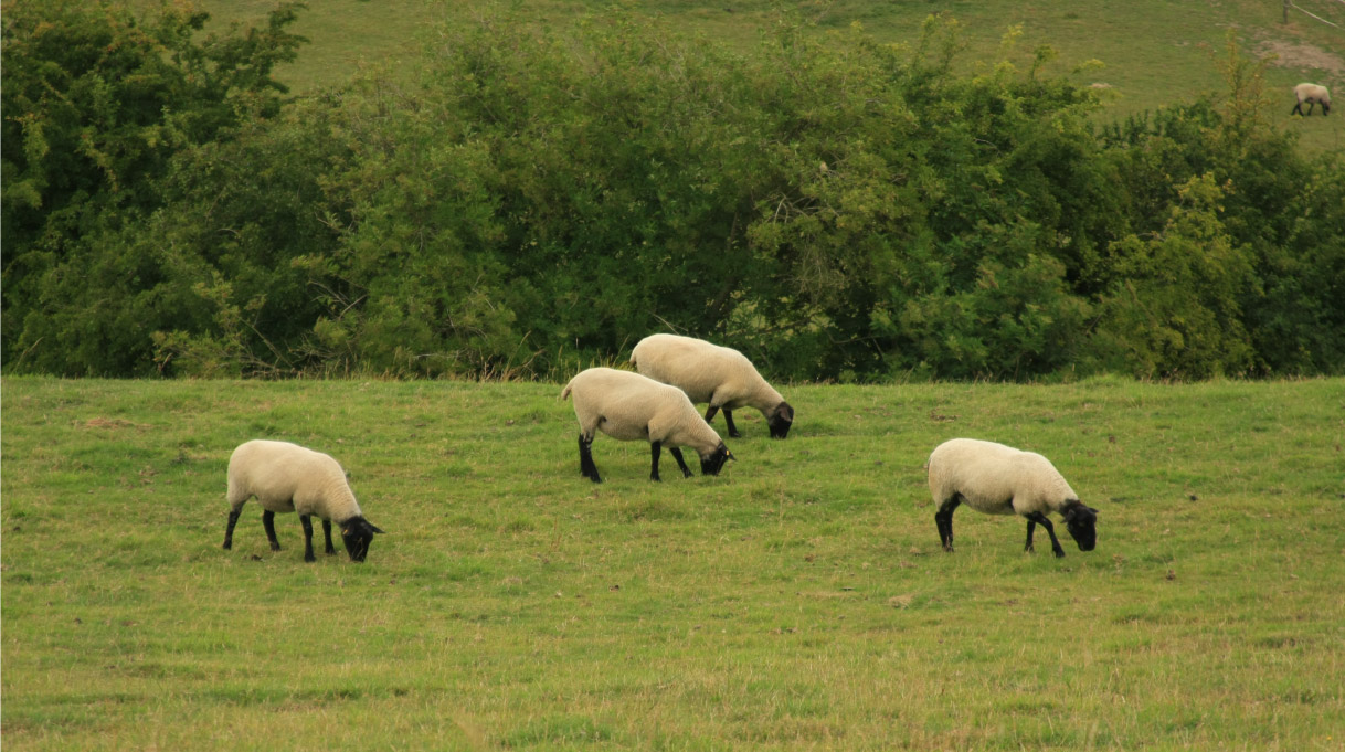 sheep on Kent countryside